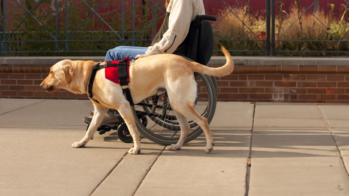 Woman in wheelchair with Yellow Lab Service Dog