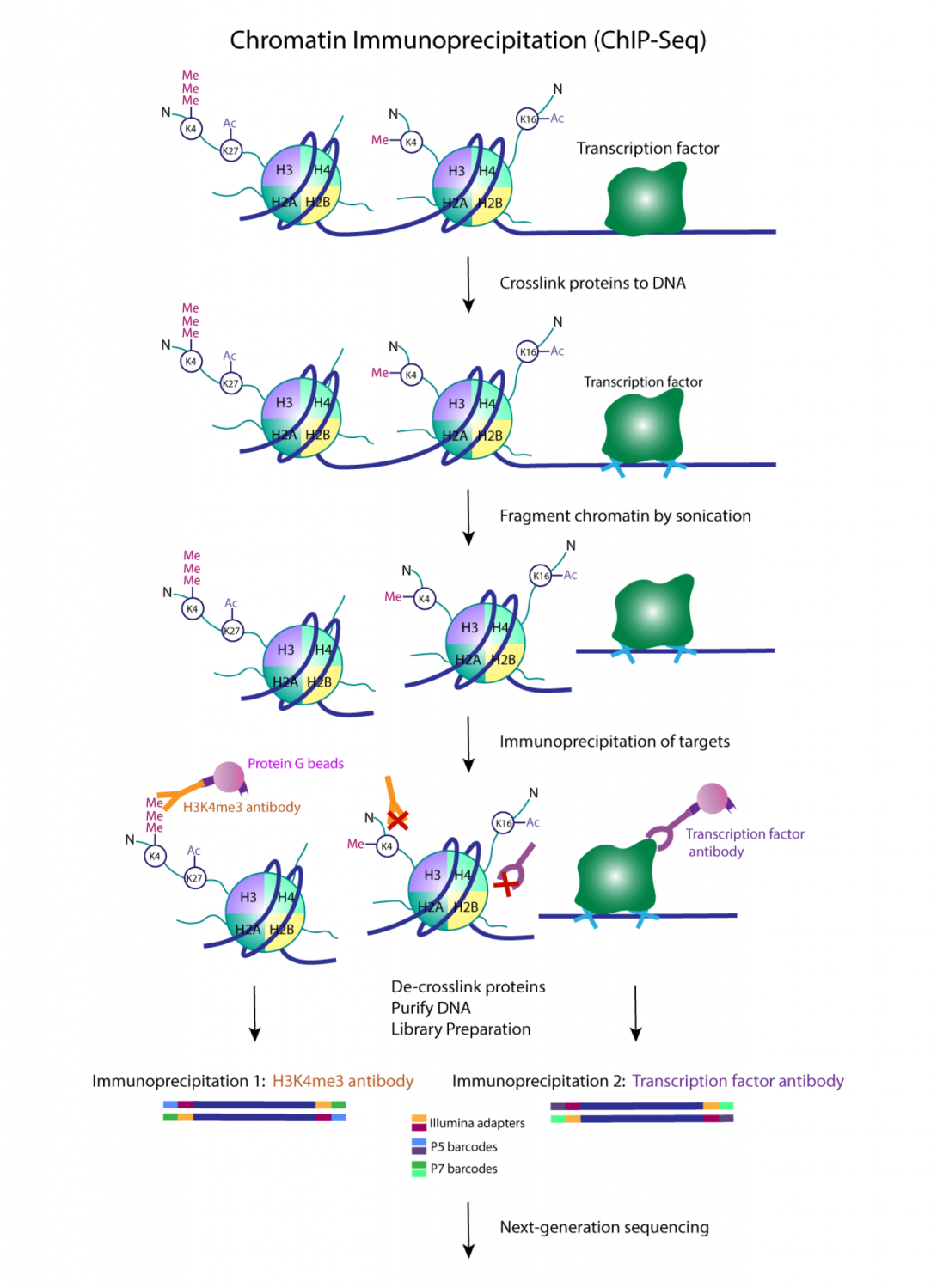 graphic showing chip seq