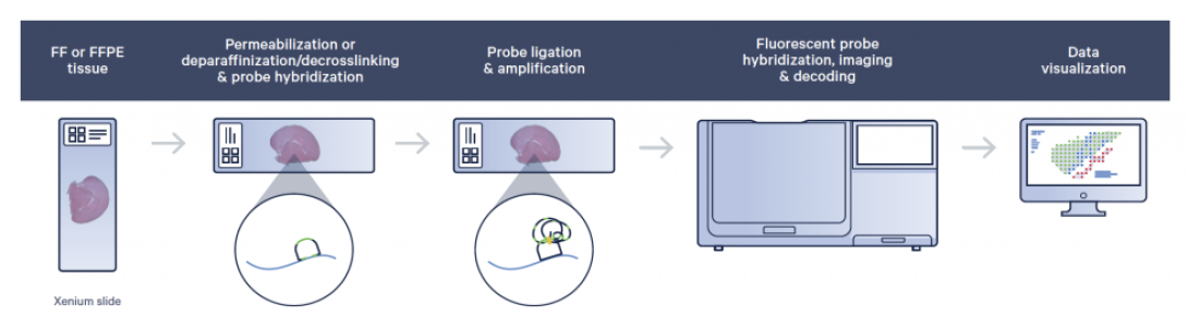 flow chart of 10X Genomics Xenium