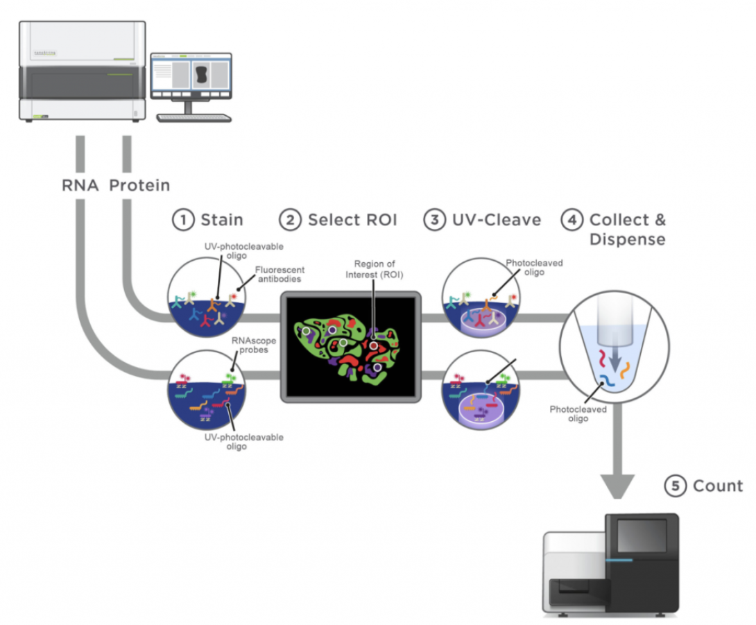 flow chart of nanoString process