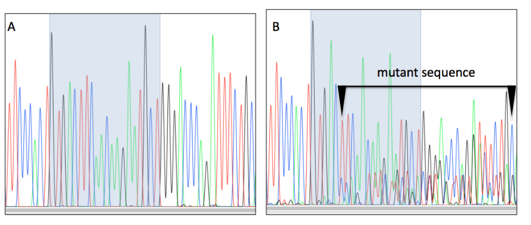 ACTIVITY OF ENDONUCLEASES