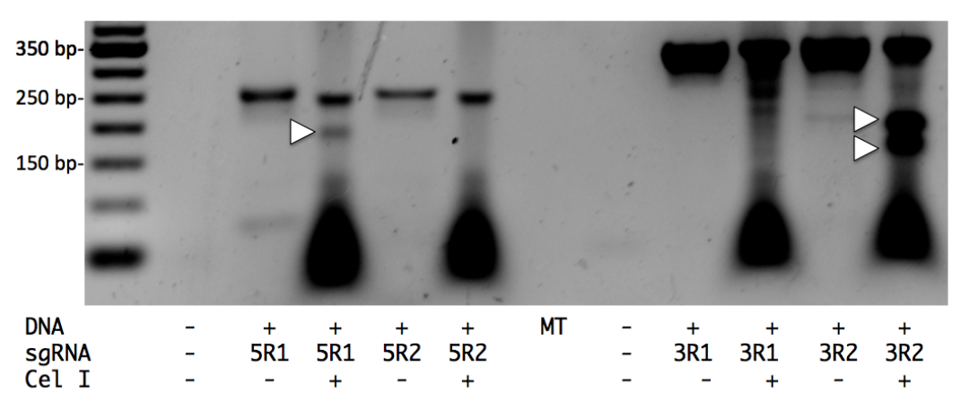 ACTIVITY OF CRISPR/CAS9