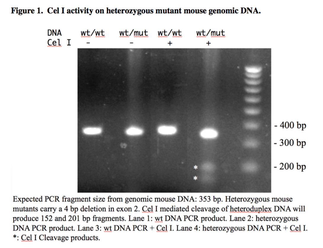 activity of Cel I